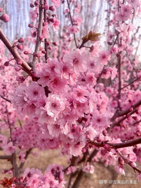 桃花寓意|桃花的花语和寓意，仅仅是爱情的俘虏吗？